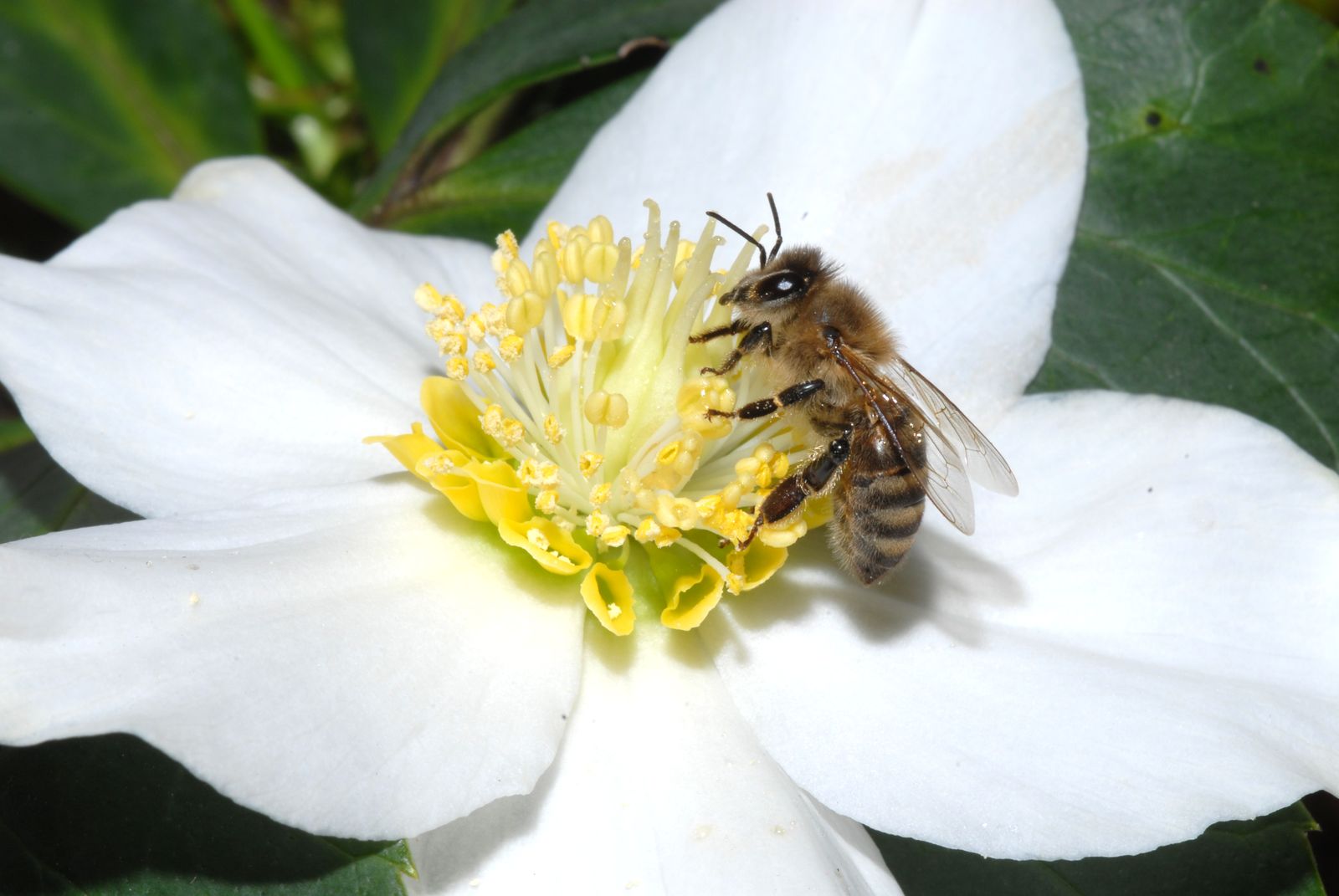 Best Honey Plants To Help Save Bees Celebrate World Bee Day